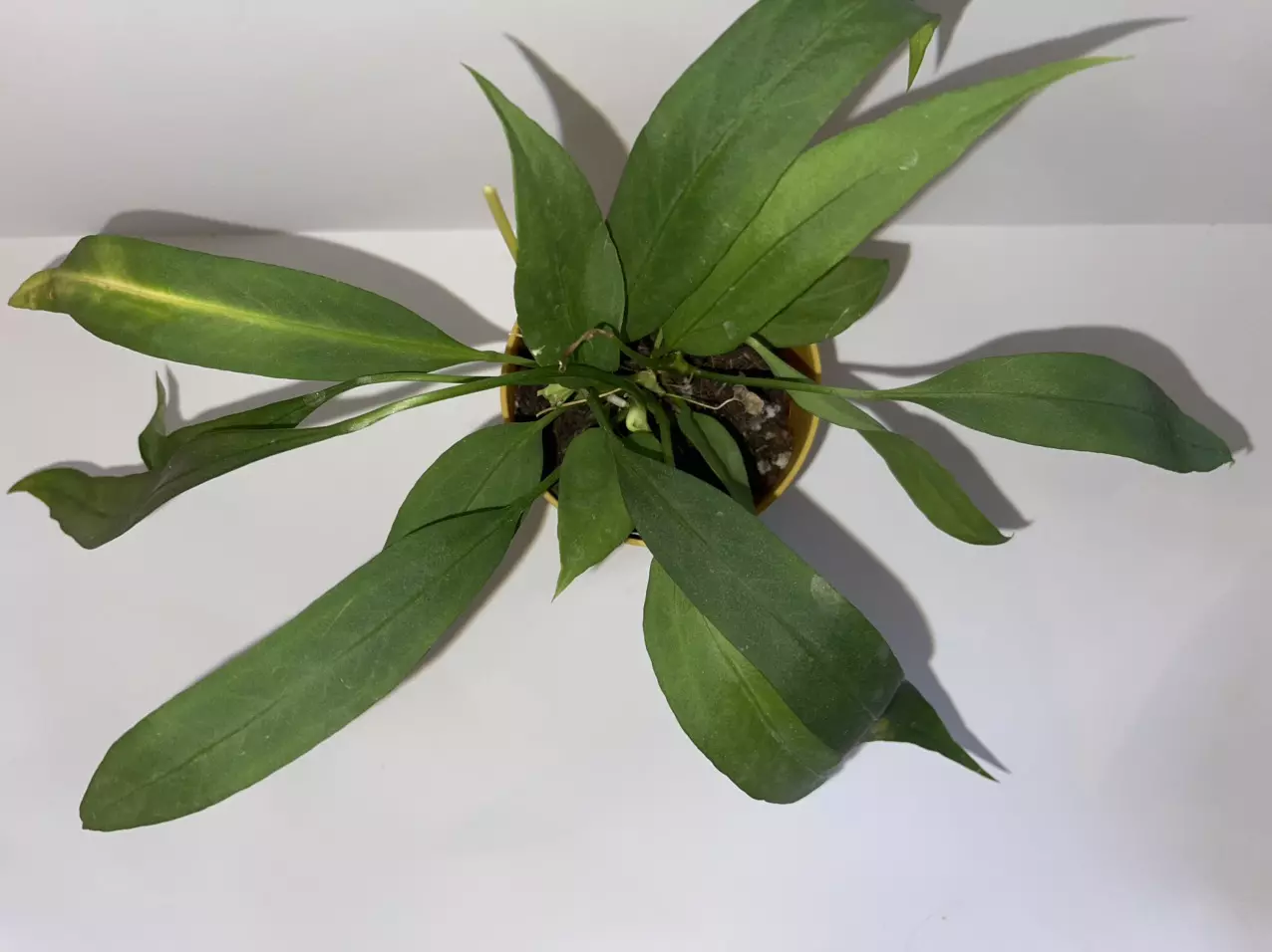 plant/Anthurium vittariifolium 4”-1