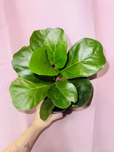 plant/Fiddle leaf fig-0-thumbnail