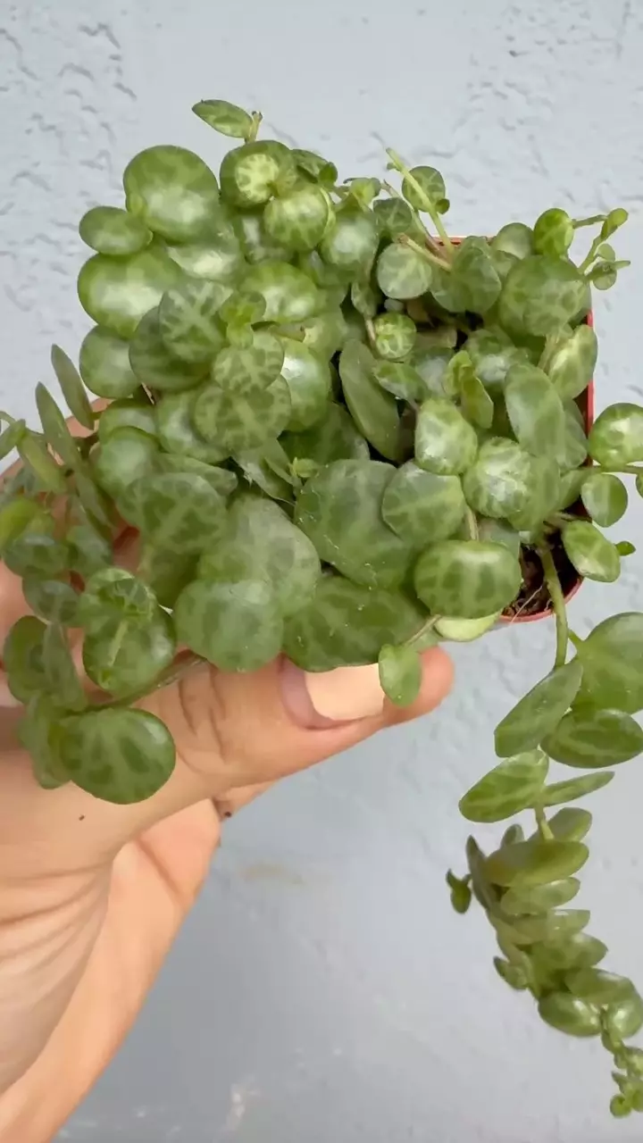 plant/2” Peperomia Prostata - String of Turtles-4