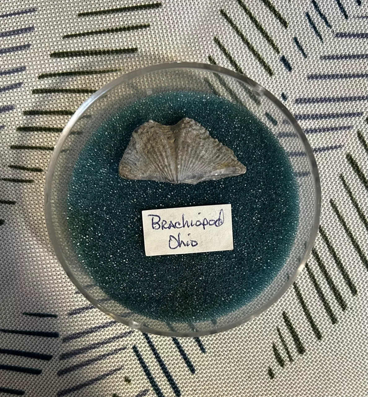 plant/BRACHIOPOD – Pocket Fossil-1