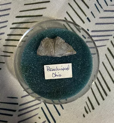 plant/BRACHIOPOD – Pocket Fossil-1-thumbnail