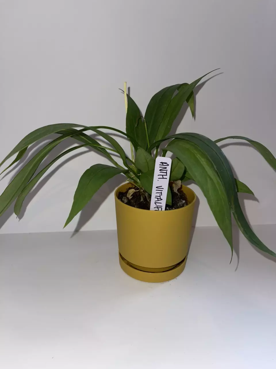 plant/Anthurium vittariifolium 4”-0