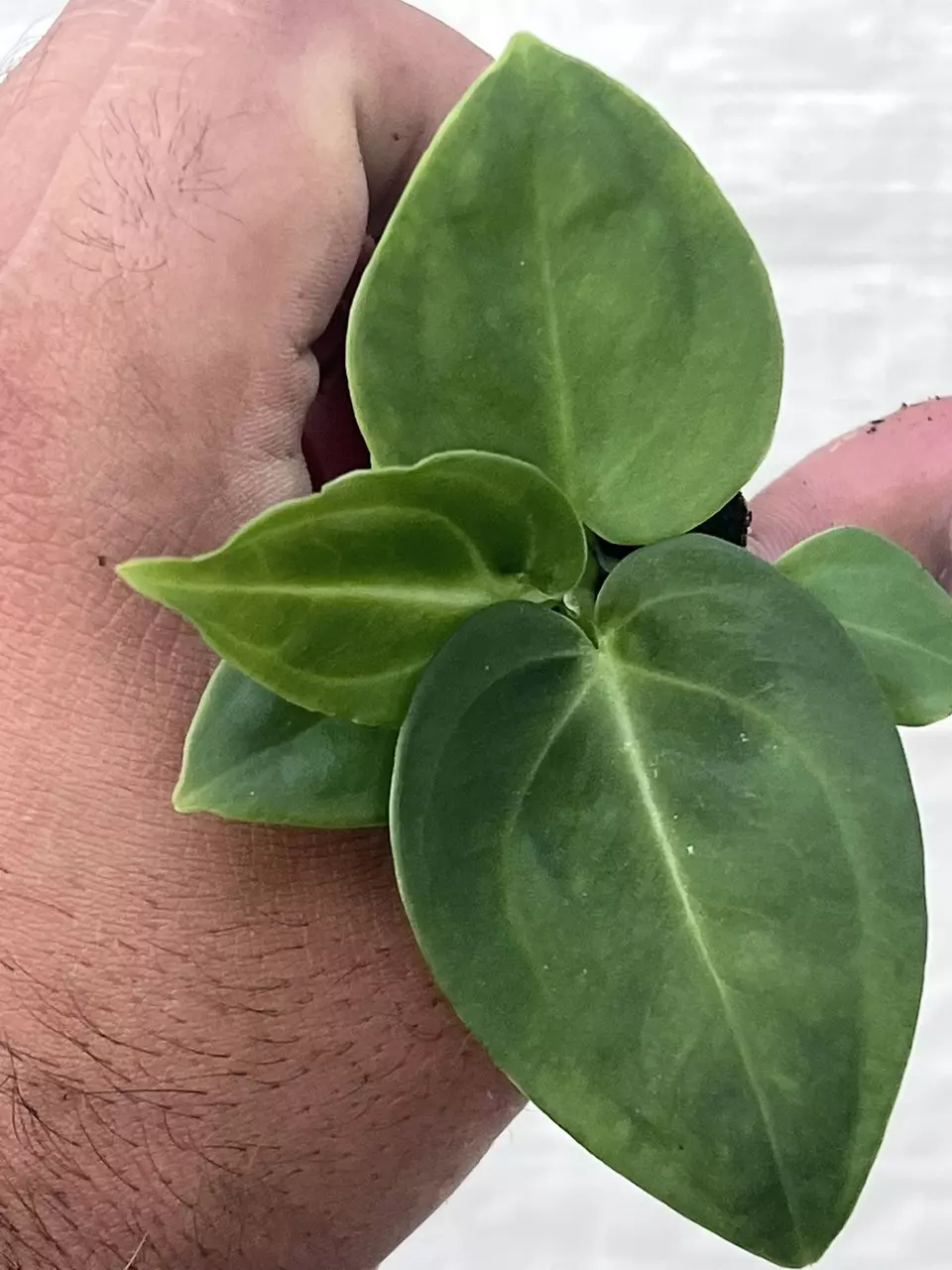 plant/Anthurium villenaorum | Rare Velvet Aroid Starter | Rooted Starter Plant-0