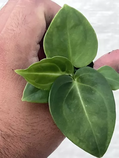 plant/Anthurium villenaorum | Rare Velvet Aroid Starter | Rooted Starter Plant-0-thumbnail