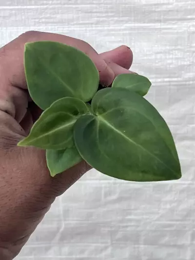 plant/Anthurium villenaorum | Rare Velvet Aroid Starter | Rooted Starter Plant-2-thumbnail