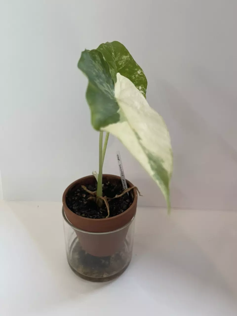 plant/Alocasia Dawn Variegated-2