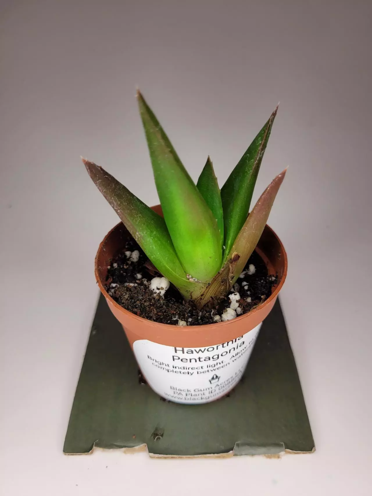 plant/Haworthia Pentagonia 2" (Grower's Choice)-0