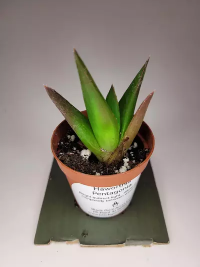 plant/Haworthia Pentagonia 2" (Grower's Choice)-0-thumbnail