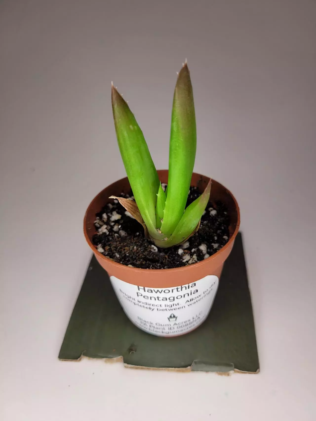 plant/Haworthia Pentagonia 2" (Grower's Choice)-1