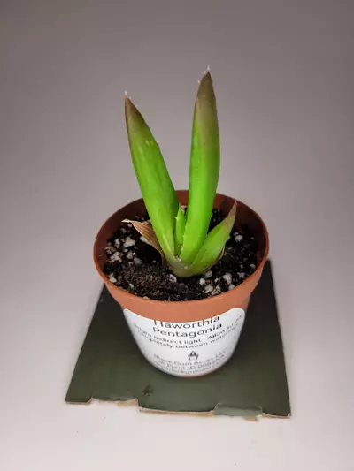 plant/Haworthia Pentagonia 2" (Grower's Choice)-1-thumbnail