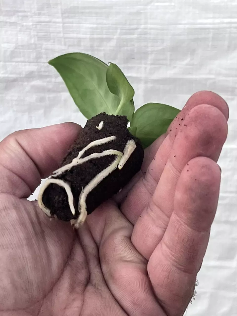 plant/Anthurium villenaorum | Rare Velvet Aroid Starter | Rooted Starter Plant-1