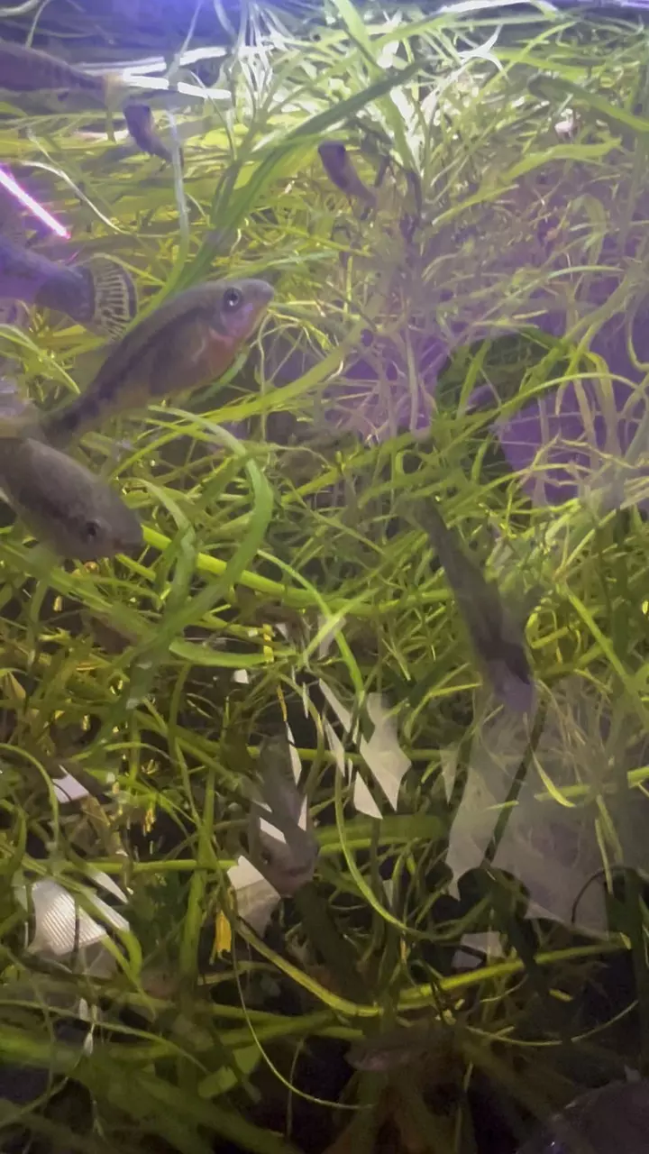 plant/Ilyodon Furcidens aka the Trout Goodeid group of 6 jeveniles-1
