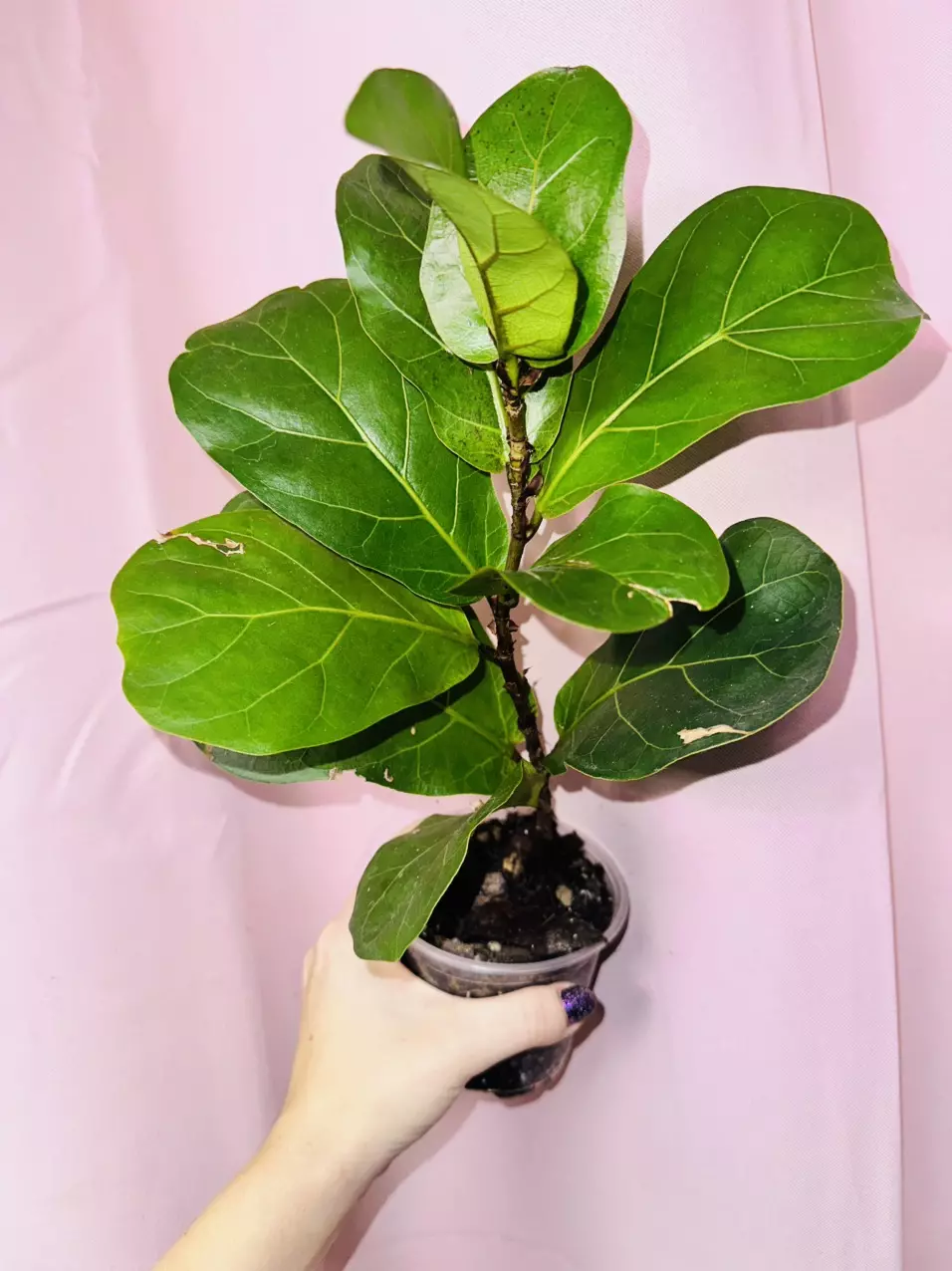 plant/Fiddle leaf fig-1