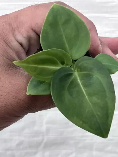 plant/Anthurium villenaorum | Rare Velvet Aroid Starter | Rooted Starter Plant-6-thumbnail