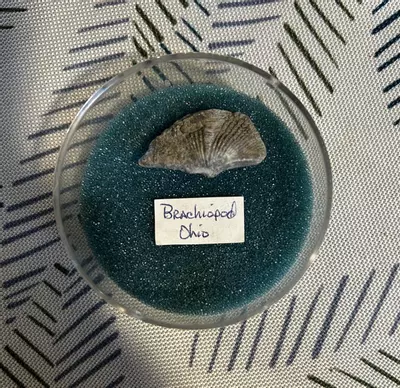 plant/BRACHIOPOD – Pocket Fossil-0-thumbnail