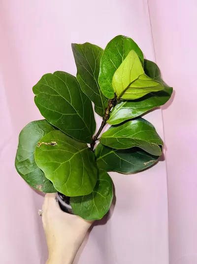 plant/Fiddle leaf fig-2-thumbnail