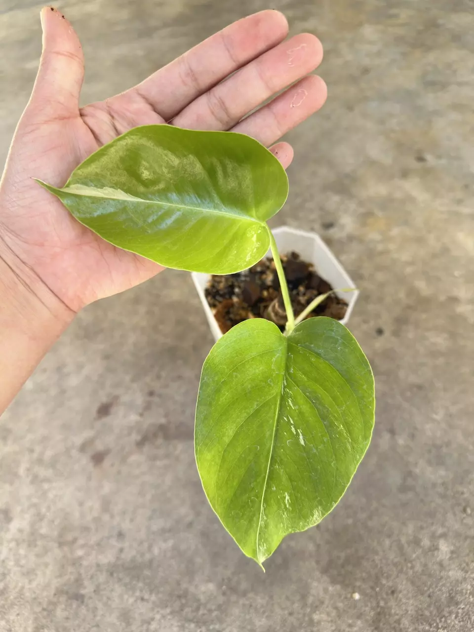 plant/Monstera albo small form-0