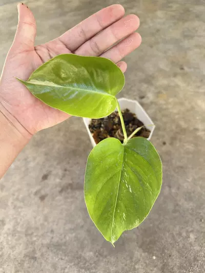 plant/Monstera albo small form-0-thumbnail