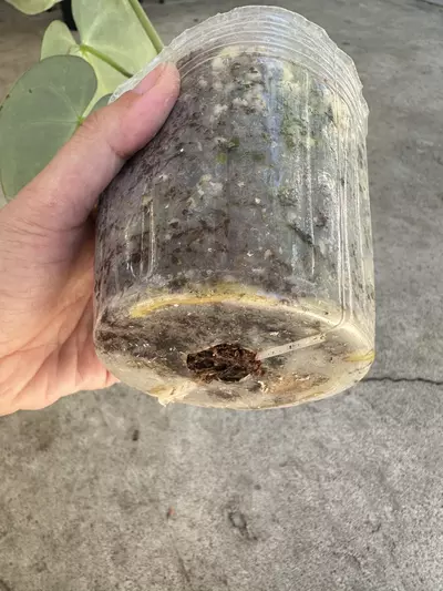 plant/Anthurium Clarinervium-3-thumbnail