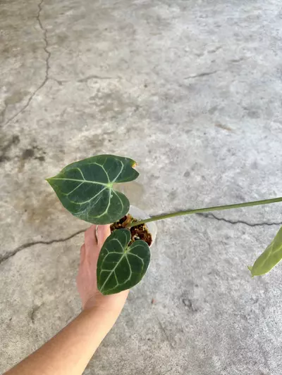 plant/Anthurium Clarinervium-2-thumbnail