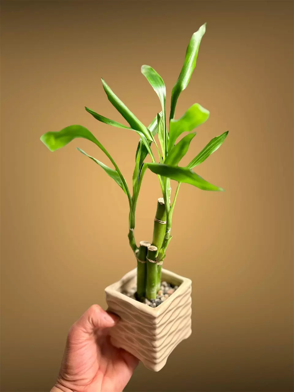 plant/Lucky bamboo w/weighted ceramic pot-0