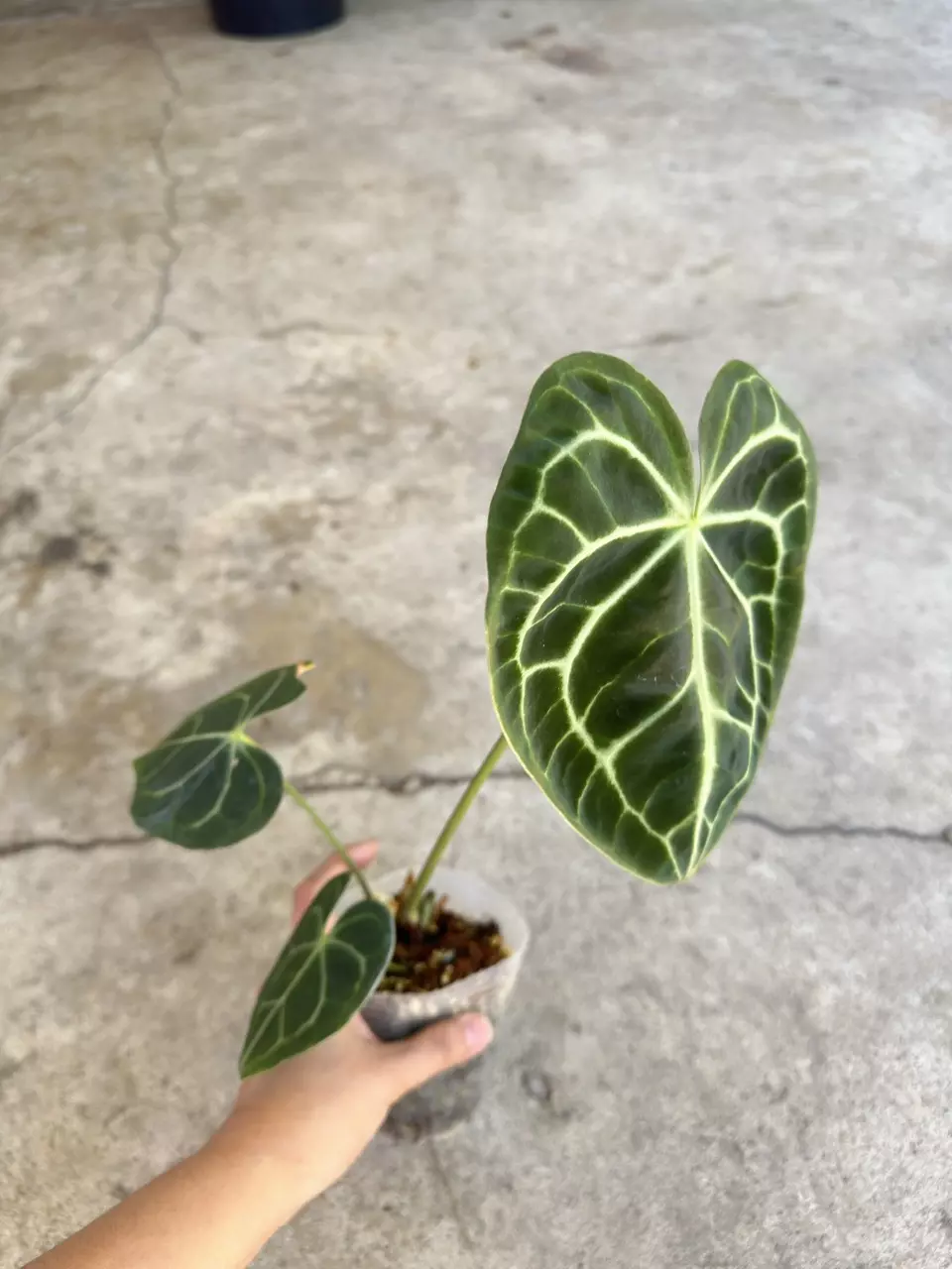 plant/Anthurium Clarinervium-1