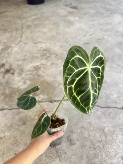 plant/Anthurium Clarinervium-1-thumbnail