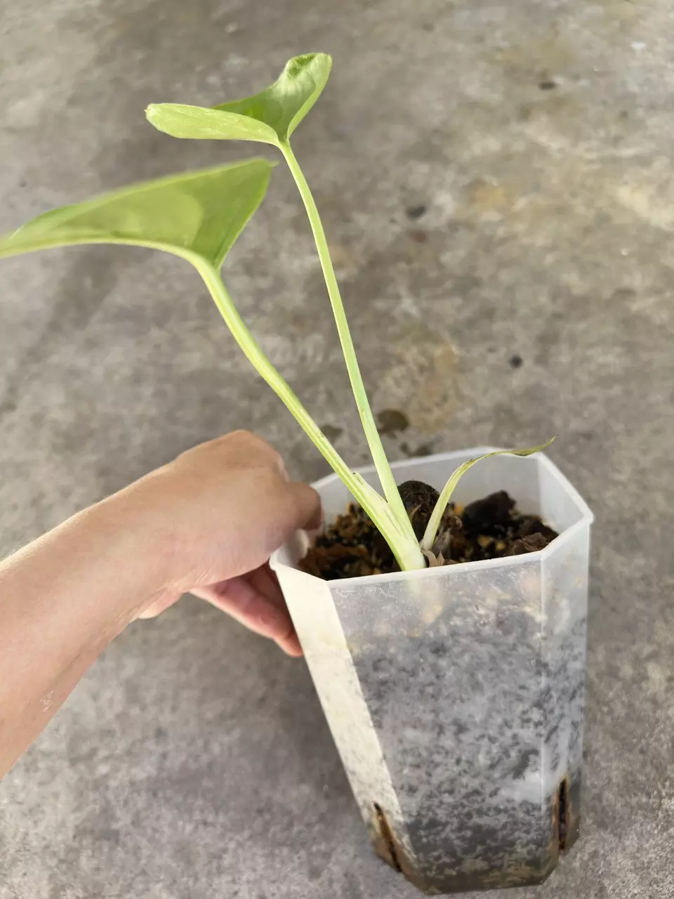 plant/Monstera albo small form-1