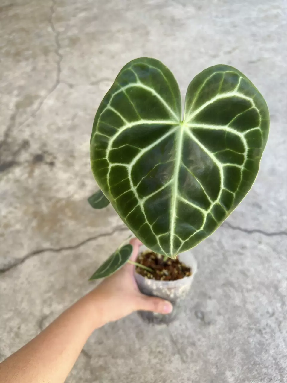 plant/Anthurium Clarinervium-0