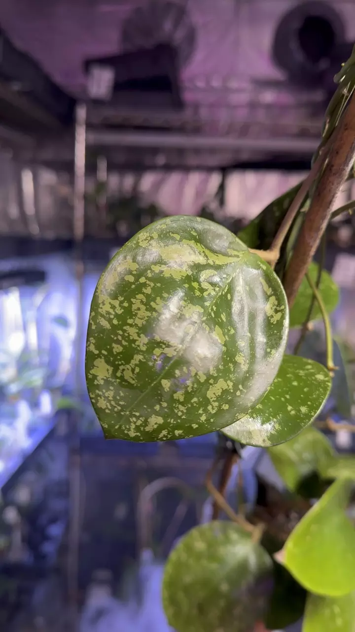 plant/✨859  Hoya verticillata heartleaf splash MONSTER MOMMA-2