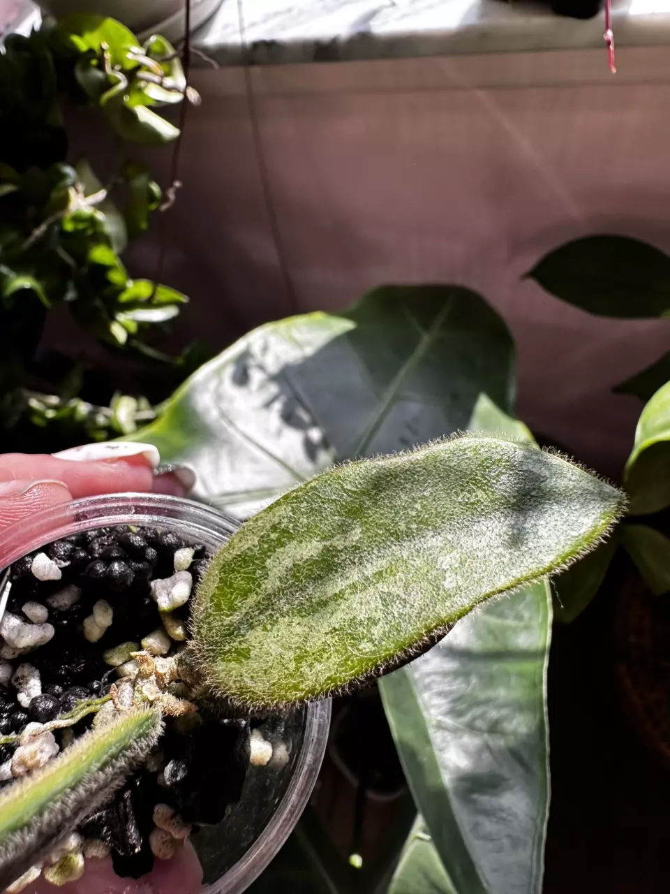 plant/Hoya thompsonii splash-2