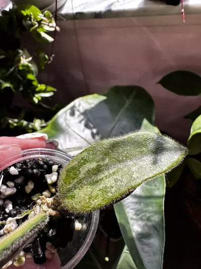 plant/Hoya thompsonii splash-2-thumbnail