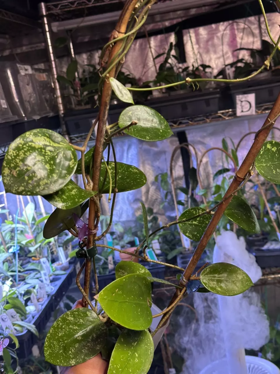 plant/✨859  Hoya verticillata heartleaf splash MONSTER MOMMA-1