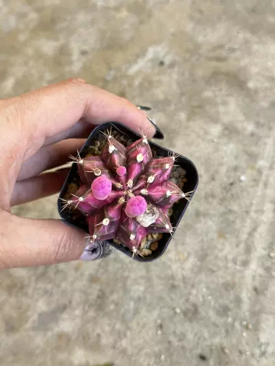 plant/Gymnocalycium Variegated “Pink Diamond”-4-thumbnail