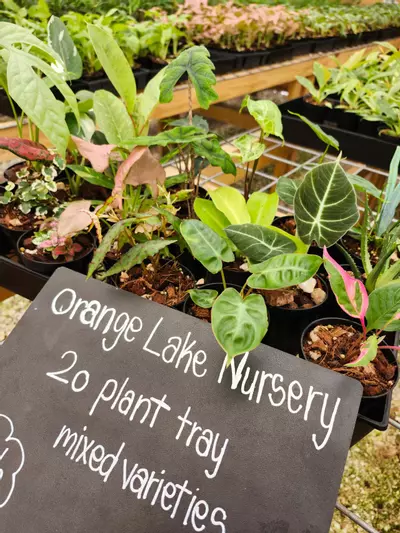 plant/Grower’s Choice 20-Pack of Starters-0-thumbnail