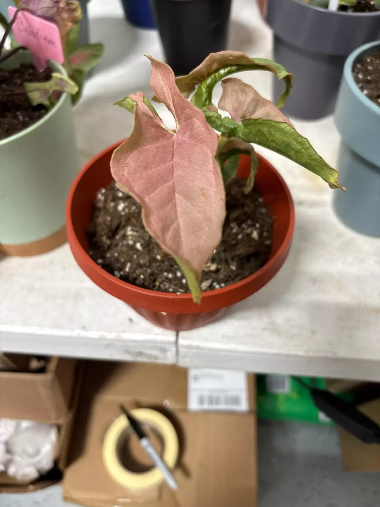 plant/101 Pink noid syngonium growers choice-0
