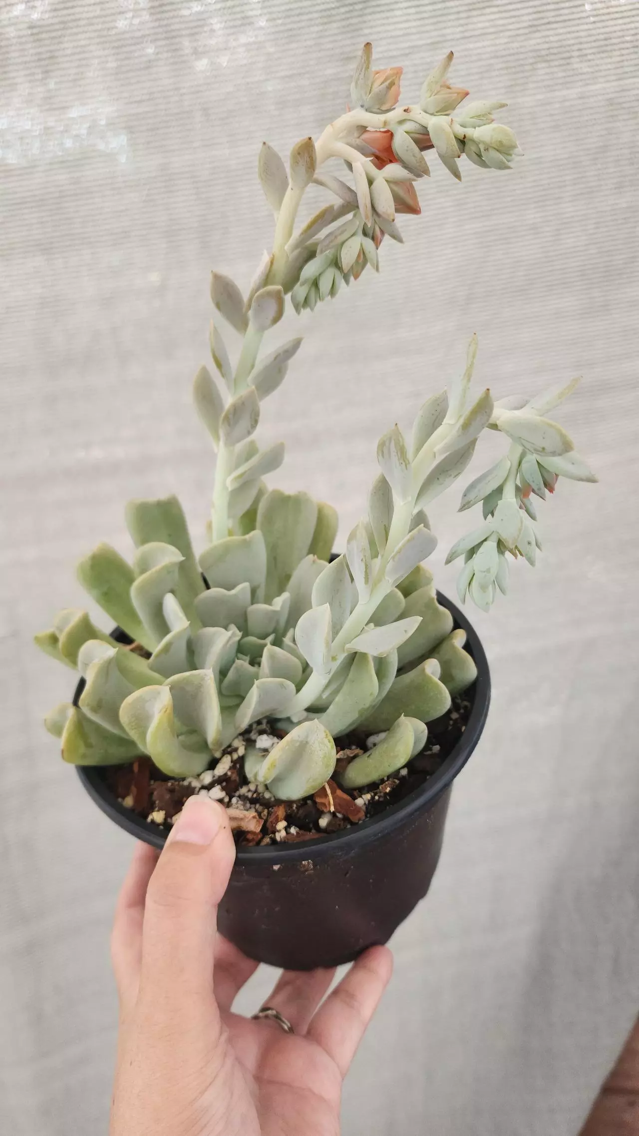plant/Echeveria blue-0