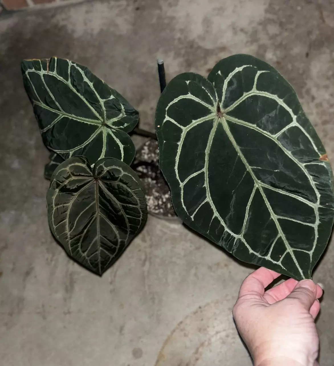 plant/Anthurium Zara x Red Crystal-4