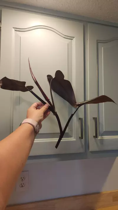 plant/Philo Majesty Top Cutting-2-thumbnail