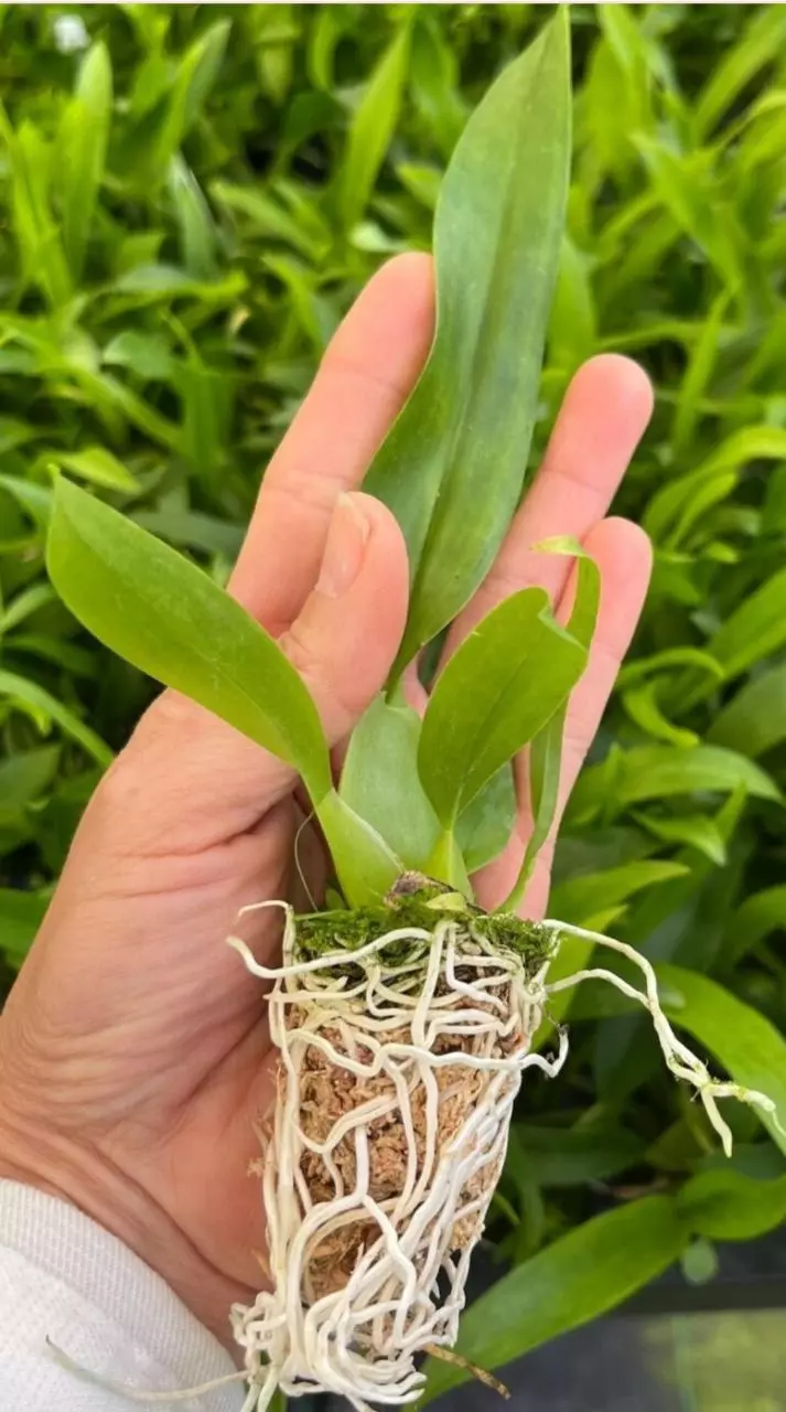 plant/Oncidium Sharry Baby Chocolate Fragrant Orchid-1