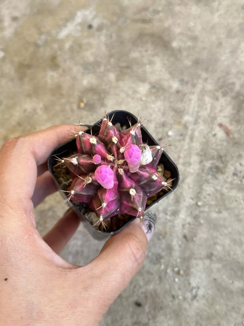 plant/Gymnocalycium Variegated “Pink Diamond”-0