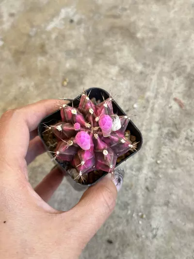 plant/Gymnocalycium Variegated “Pink Diamond”-0-thumbnail