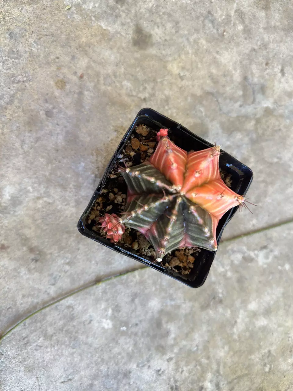 plant/Gymnocalycium Var-0