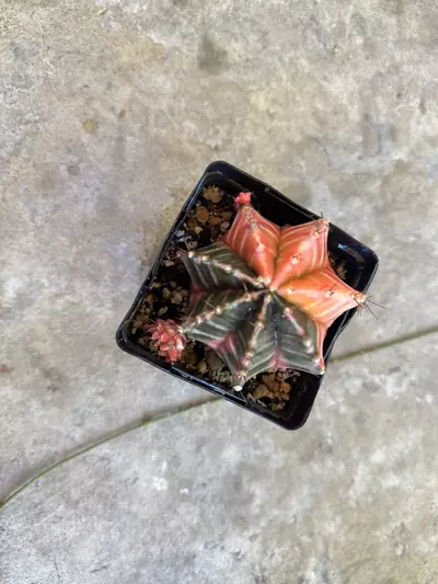 plant/Gymnocalycium Var-0-thumbnail