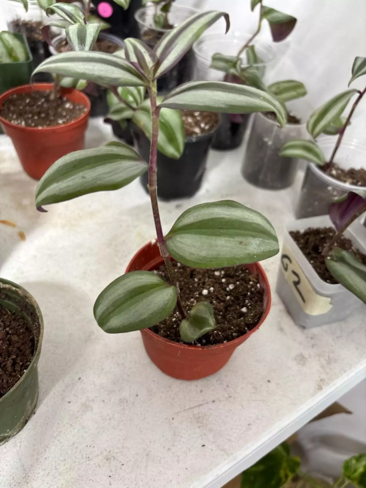 plant/104 Wandering jew starts-0
