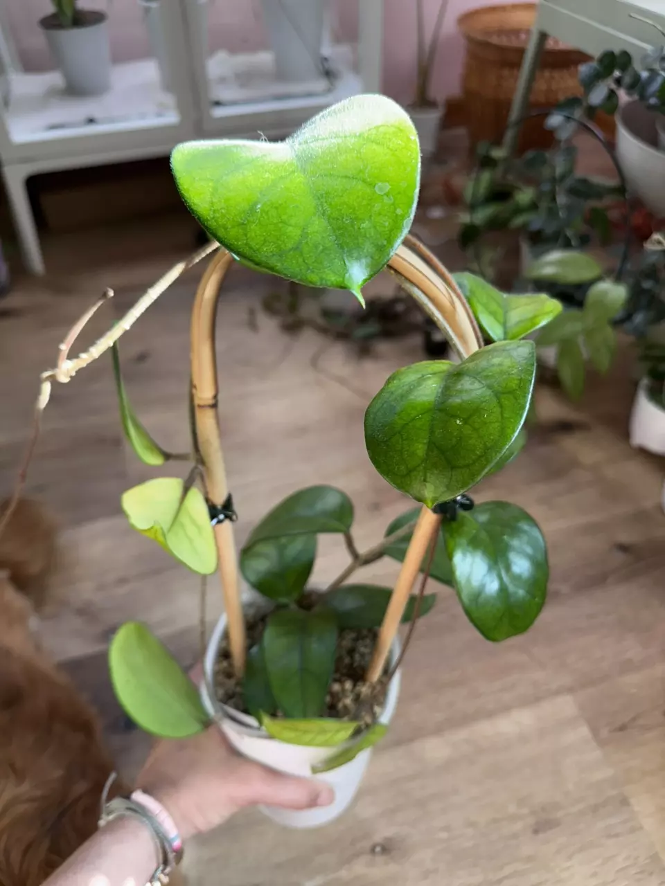 plant/Hoya fungii-0