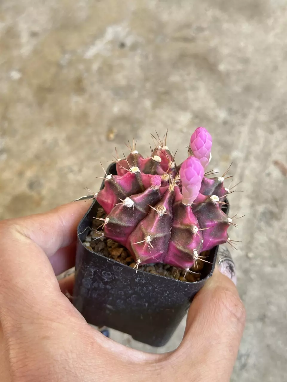 plant/Gymnocalycium Variegated “Pink Diamond”-1