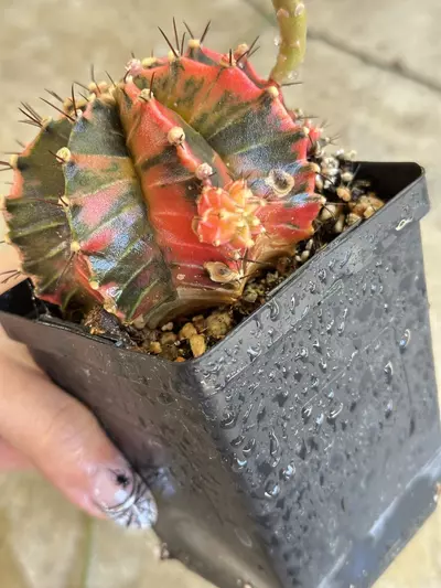 plant/Gymnocalycium variegated-4-thumbnail
