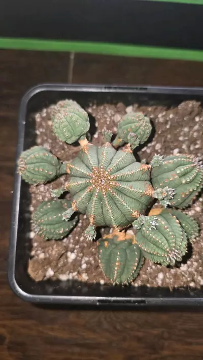 plant/euphorbia obesa cluster hybrid 2 inch main-0-thumbnail