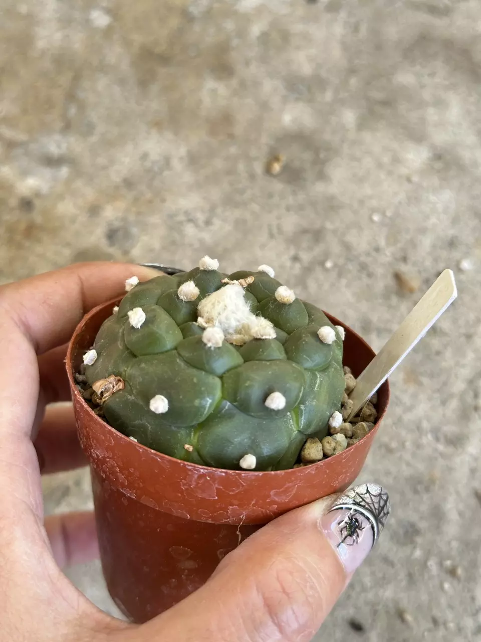 plant/Astrophytum Kikko flowering size-5